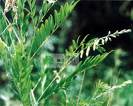 sophora flavescens p e