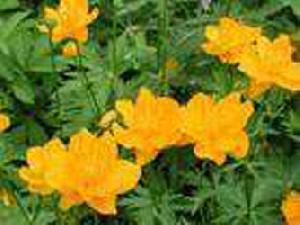 trollius chinensis p e