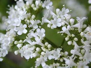 valerian extract