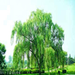 willow bark extract