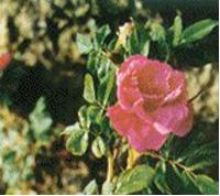 wild rose extract