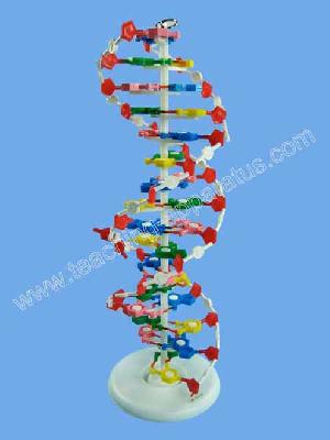 human dna b1021