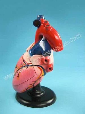 Sell Human Heart Structure Model B1019