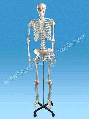 Sell Human Skeleton Model, 170 Cm B1105