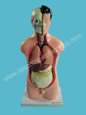 Sell Human Torso Structure Model B1032