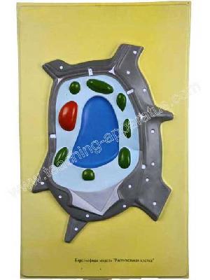 plant cell structure bas relief b1211