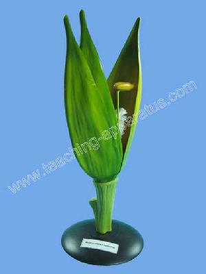 wheat flower b1245