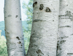 Birch Bark Extract