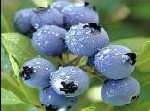 Bilberry Extract From Plamed