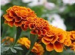 lutein plamed
