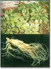 Ginseng P.e