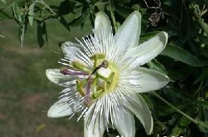 Passion Flower P.e.