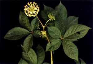 siberian ginseng p e