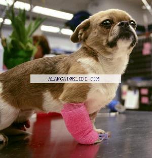 Elastic Bandage For Animals, Self-stick Elastic Bandage For Pet