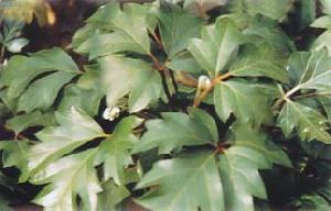 Cissus Modecoides P.e.