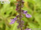 coleus forskolin p e