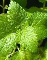 Lemon Balm P.e.