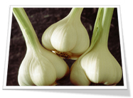 Sell Fresh Garlic