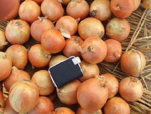 dried onion