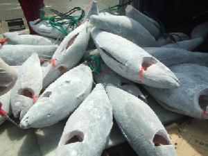 Sell Ultra Low Temperature And Fresh Chilled Tuna