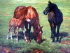 hand oil paintings