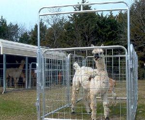 bowgates livestock panels