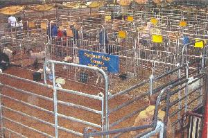 Livestock Pens