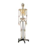 human skeleton