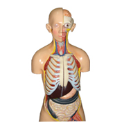 Human Torso Model