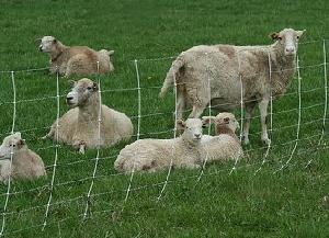 hinge joint field fence cattle goat