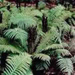 Dryopteris Crassirhizoma P.e