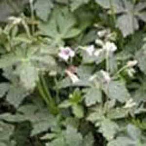 geranium wilfordii p e