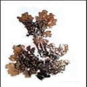 Lobaria Pulmonaria P.e