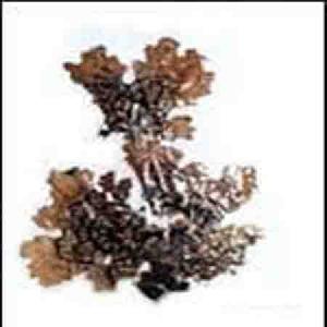 lobaria pulmonaria p e