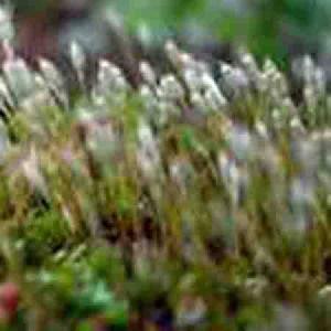 polytrichum commune p e