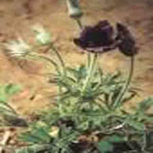 pulsatilla extract