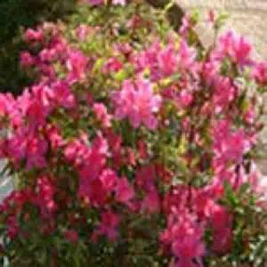 Rhododendron Dauricum P.e