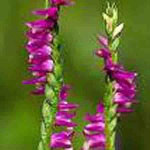 Spiranthes Sinensis P.e.