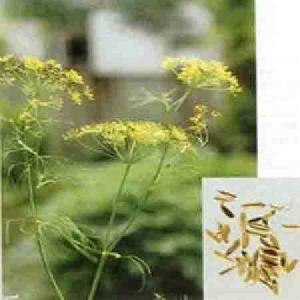 sweet fennel extract