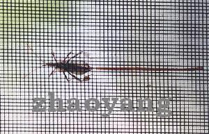 Insect Screen / Window Screen / Mosquito Wire Netting