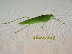 wire netting insect screen