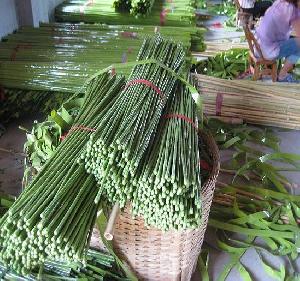 bamboo stick w plastic cover agriculture flower vegetable stand