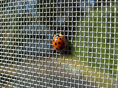 Aluminum Sieve Used To Protect Form Insects