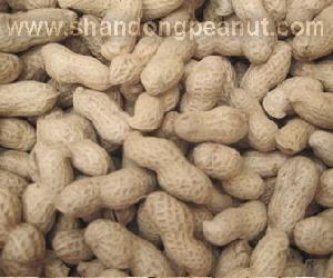 peanuts shell rich