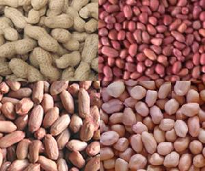 Raw Peanuts Rich Material, Good Quality, Good Price