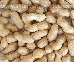 Roasted Peanut In Shell Rich Material, Good Quality, Good Price