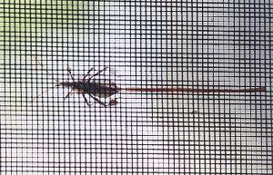 netting insects