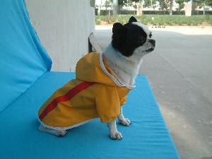 dog rain suit supplier