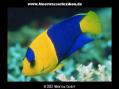 Tropical Fish, Clams, Marine Fish, Koi, Coral, Invertebrates, ...