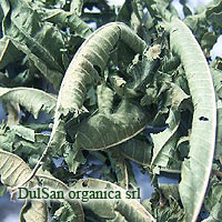 Lemon Verbena Dried Leaves From Dulsan Organica, Paraguay